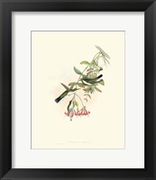 Framed Hummingbird Delight V