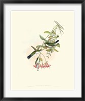 Framed Hummingbird Delight V