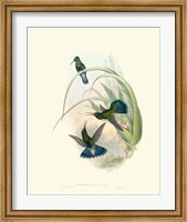 Framed Hummingbird Delight VI