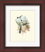 Framed Hummingbird Delight VII