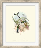 Framed Hummingbird Delight VII