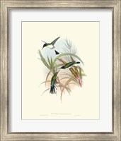Framed Hummingbird Delight VII