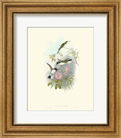 Framed Hummingbird Delight VIII
