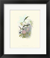 Framed Hummingbird Delight VIII