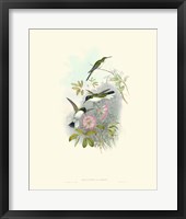 Framed Hummingbird Delight VIII