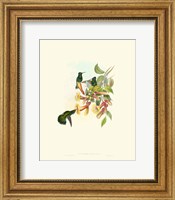 Framed Hummingbird Delight IX