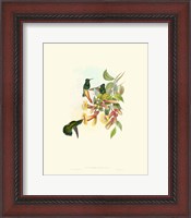 Framed Hummingbird Delight IX