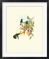 Framed Hummingbird Delight IX