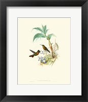 Framed Hummingbird Delight X