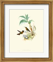 Framed Hummingbird Delight X