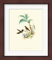 Framed Hummingbird Delight X