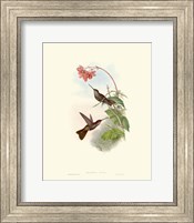 Framed Hummingbird Delight XI