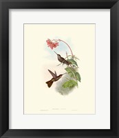 Framed Hummingbird Delight XI