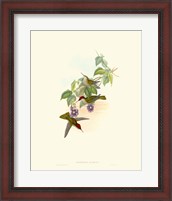 Framed Hummingbird Delight XII