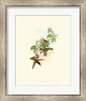 Framed Hummingbird Delight XII