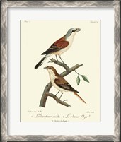 Framed Vintage French Birds I