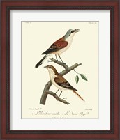 Framed Vintage French Birds I