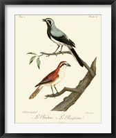Framed Vintage French Birds II