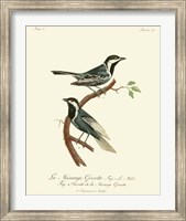 Framed Vintage French Birds III
