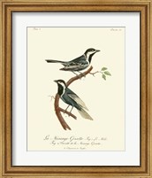 Framed Vintage French Birds III