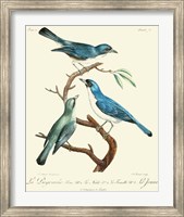 Framed Vintage French Birds IV