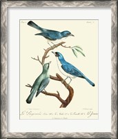 Framed Vintage French Birds IV