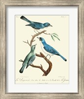 Framed Vintage French Birds IV