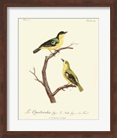 Framed Vintage French Birds V