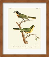 Framed Vintage French Birds VI
