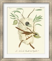 Framed Vintage French Birds VII