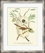 Framed Vintage French Birds VII