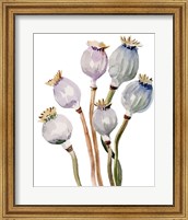 Framed Watercolor Poppy Pods I