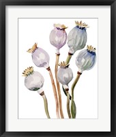 Framed Watercolor Poppy Pods I