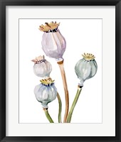 Watercolor Poppy Pods II Framed Print