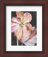 Framed Pastel Parrot Tulips II