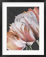 Pastel Parrot Tulips III Framed Print