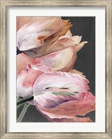 Framed Pastel Parrot Tulips IV