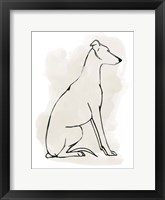 Framed Greyhound Sketch I