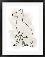 Framed Greyhound Sketch II