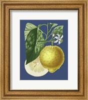 Framed French Lemon on Navy I