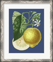 Framed French Lemon on Navy I