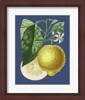 Framed French Lemon on Navy I