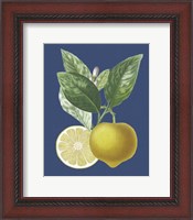 Framed French Lemon on Navy II