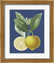 Framed French Lemon on Navy II