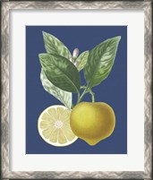Framed French Lemon on Navy II