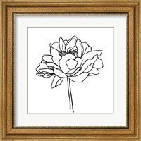 Framed Peony Contour II