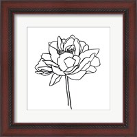 Framed Peony Contour II