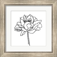 Framed Peony Contour II