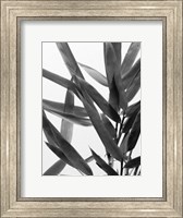 Framed B&W Bamboo IV