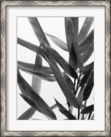 Framed B&W Bamboo IV